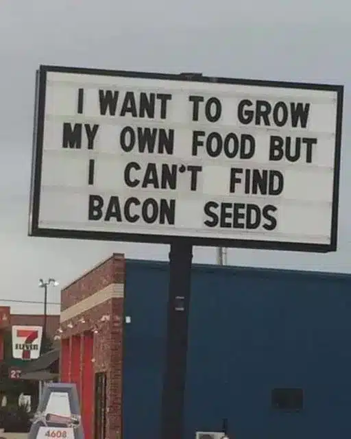 Growing Bacon Isn't Easy.